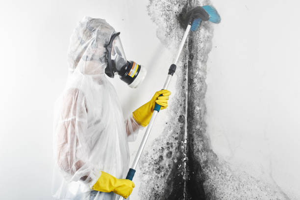 Asbestos and Lead Testing During Mold Inspection in Morris, AL