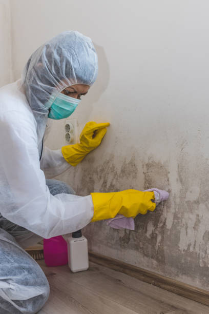 Best Crawl Space Mold Remediation  in Morris, AL