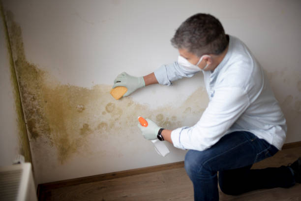 Best Mold Damage Restoration  in Morris, AL