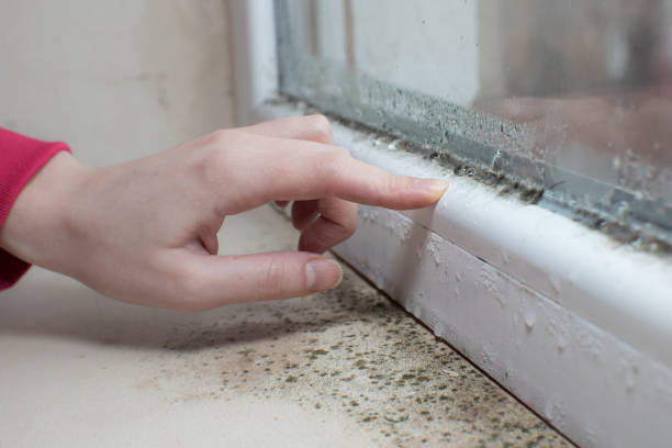Best Mold Removal for HVAC Installations  in Morris, AL
